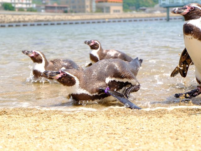 長崎ペンギン水族館イメージ